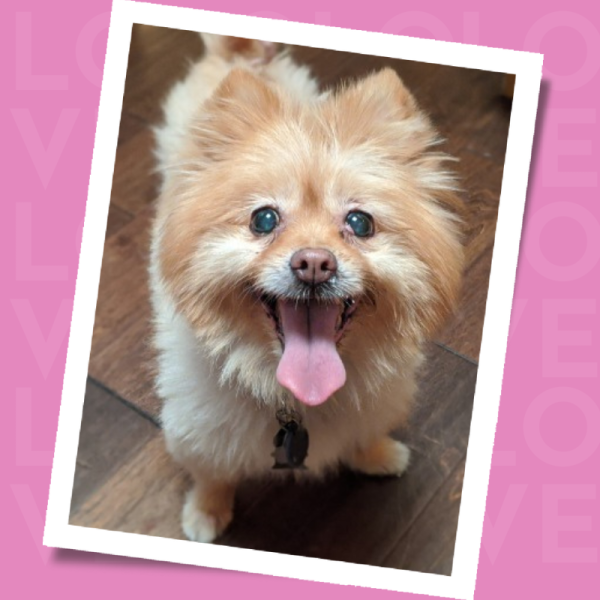 Monthly Heart Donation: Stella