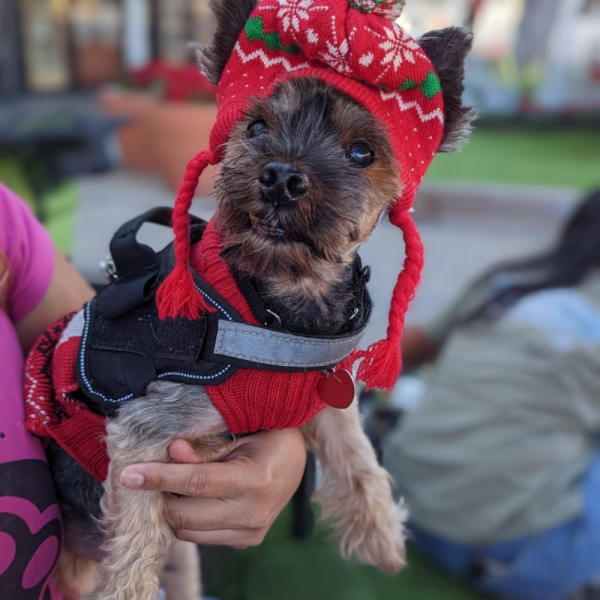 Cookie - Image 4