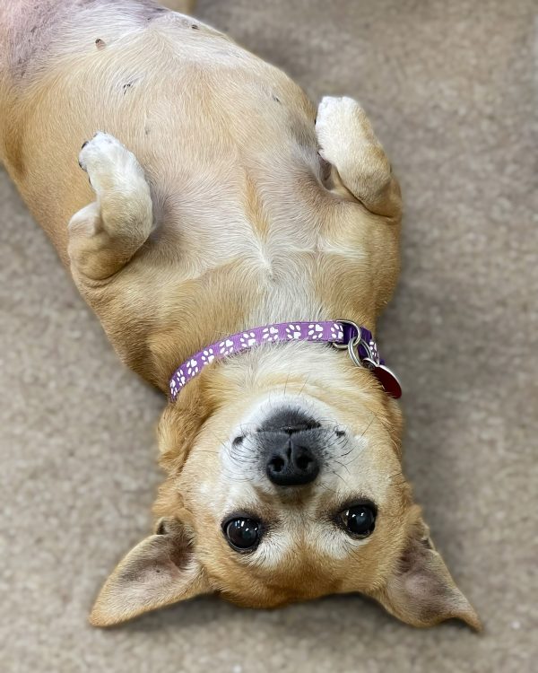 Gertie - Image 3